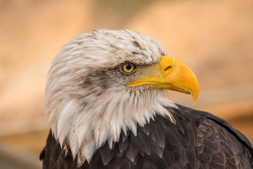 US-Constitution